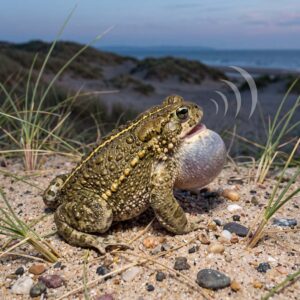 Natterjack Toad