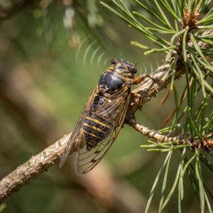 New Forest cicada
