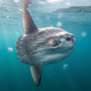 Ocean Sunfish