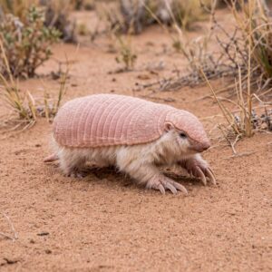 Pink fairy armadillo