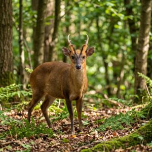 Reeves's muntjac
