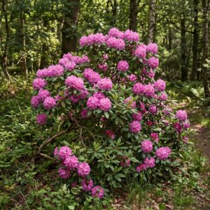 Rhododendron (Rhododendron)