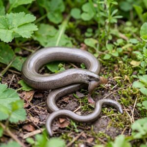 Slow Worm