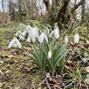 Snowdrop