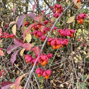 Spindle (Euonymus europaeus)