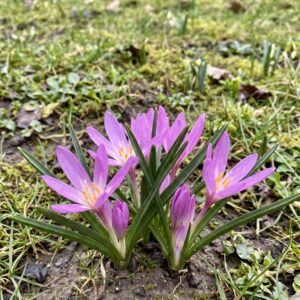 Spring Meadow Saffron
