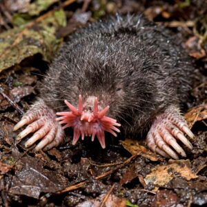 Star nosed mole