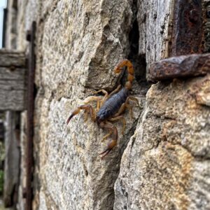 Yellow tailed Scorpion