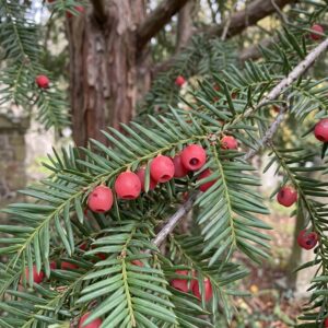 Yew (Taxus baccata)