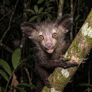 aye aye long fingered lemur