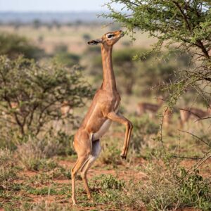gerenuk, also known as the giraffe gazelle