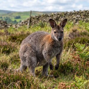red necked wallaby