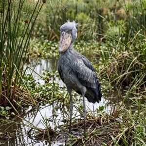 shoebill stork