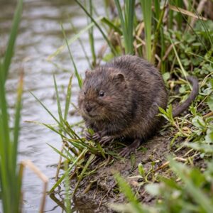 water vole